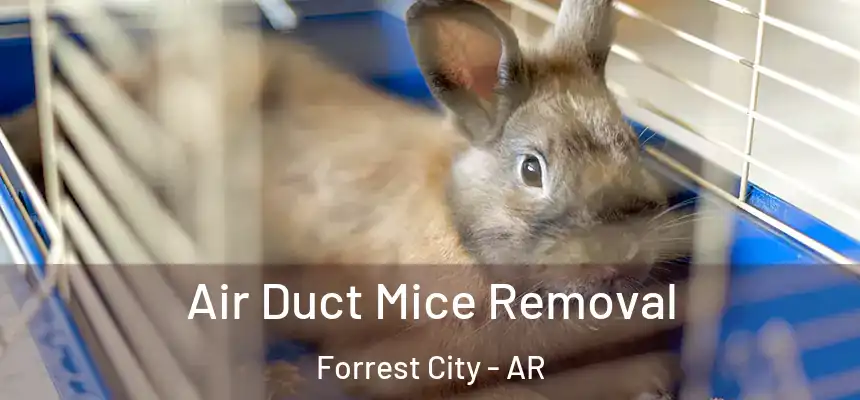  Air Duct Mice Removal Forrest City - AR